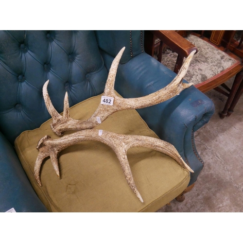 482 - PAIR OF ANTLERS