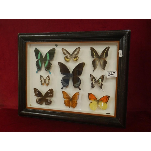 247 - BUTTERFLY DISPLAY