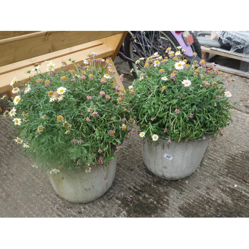 48 - PAIR OF CONCRETE PLANTERS