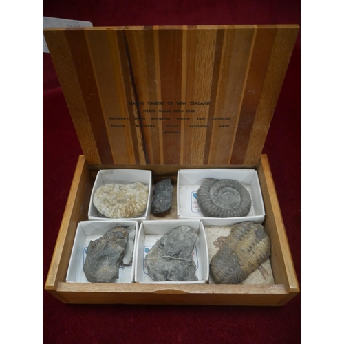 465 - BOX OF FOSSILS