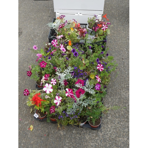 65 - LOT OF BEDDING PLANTS