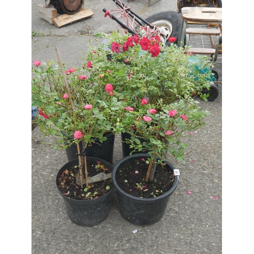 68 - 4 ROSE BUSHES