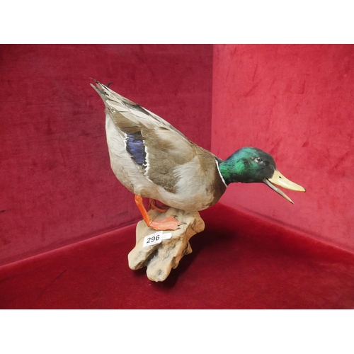 296 - TAXIDERMY DUCK