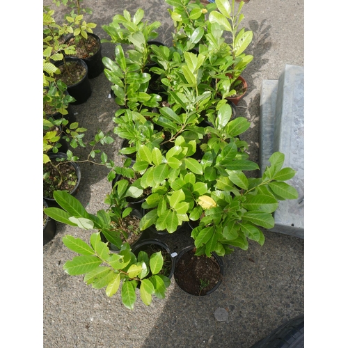 56 - 20 LAUREL PLANTS