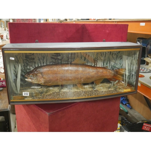 242 - CASED LARGE TAXIDERMY FISH