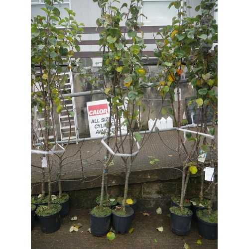 122 - 4 APPLE TREES