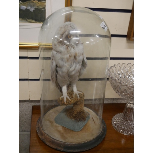 404 - TAXIDERMY OWL IN DOME