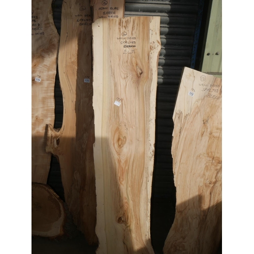 173 - PIECE OF SPALTED ELM