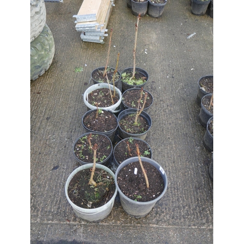 27 - 10 LARCH SAPLINGS