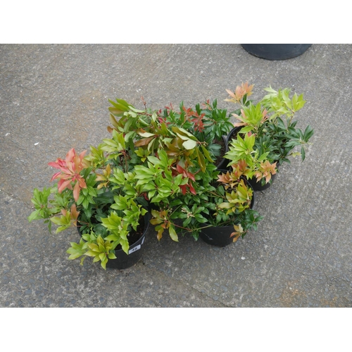 48 - 5 FOREST FLAME SHRUBS