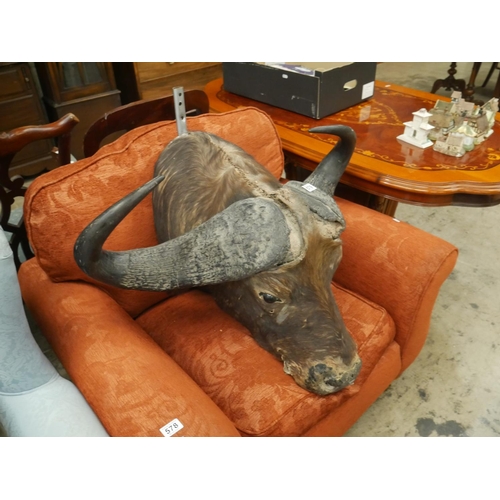 579 - TAXIDERMY BUFFALO HEAD