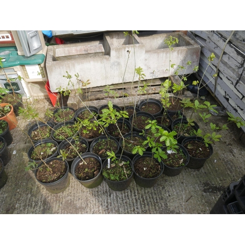 6 - LOT OF OAK SAPLINGS