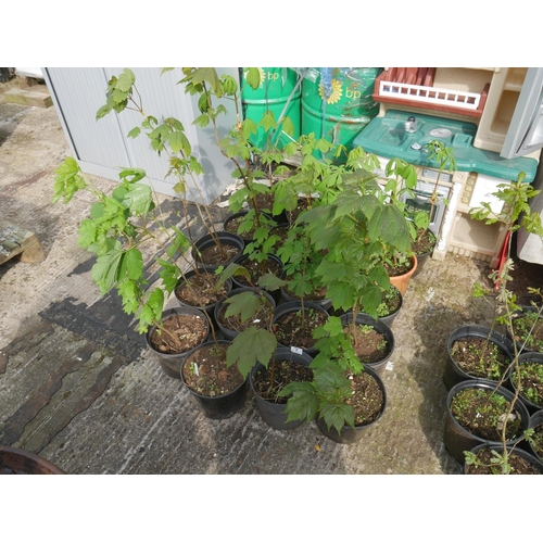 7 - LOT OF CHESTNUT SAPLINGS