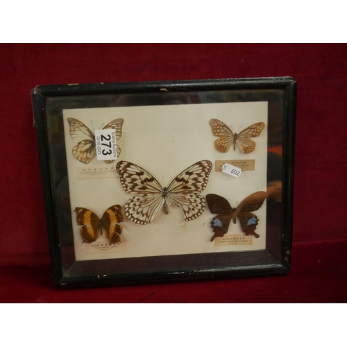 273 - BUTTERFLY DISPLAY