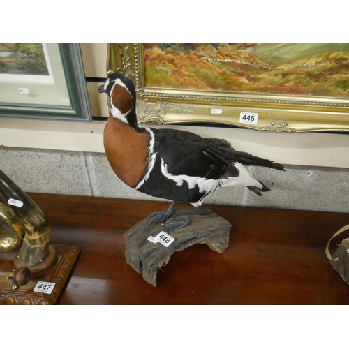 448 - TAXIDERMY RED BREAST GOOSE