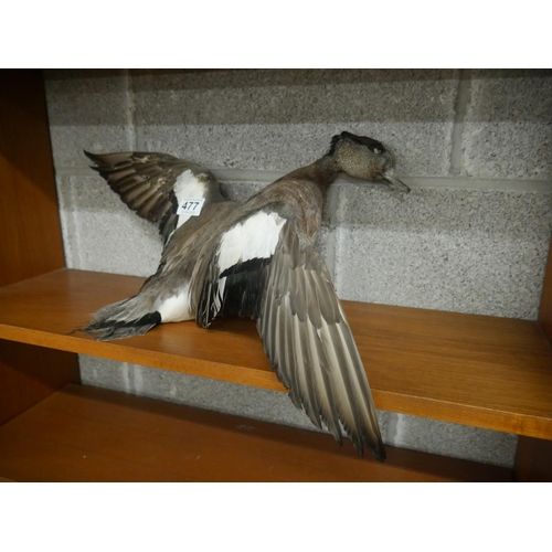 477 - TAXIDERMY DUCK