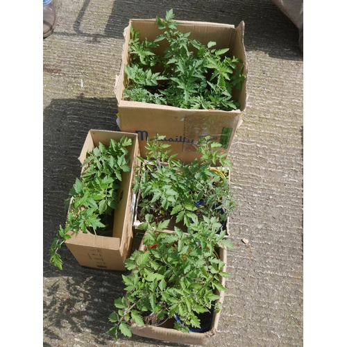 61 - LOT OF TOMATO PLANTS