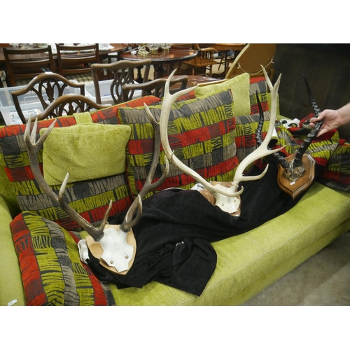 610 - 3 SETS OF MOUNTED ANTLERS