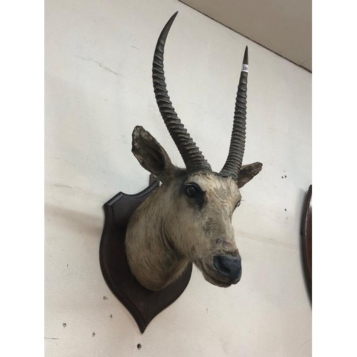 398 - TAXIDERMY - POSSIBLY ALBINO WATERBUCK