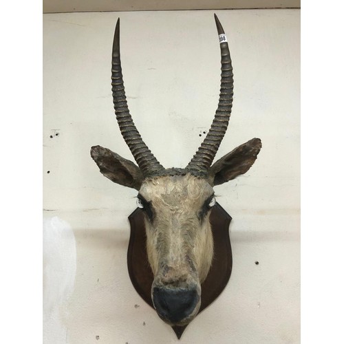 398 - TAXIDERMY - POSSIBLY ALBINO WATERBUCK