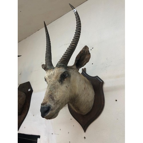 398 - TAXIDERMY - POSSIBLY ALBINO WATERBUCK