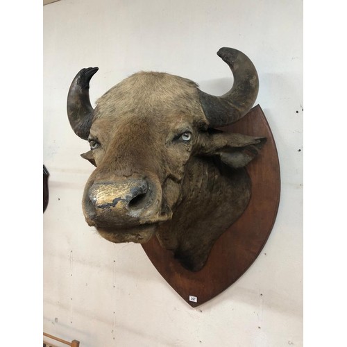 397 - TAXIDERMY BUFFALO