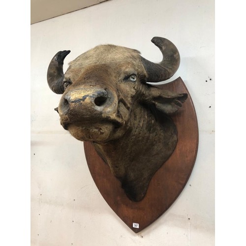 397 - TAXIDERMY BUFFALO