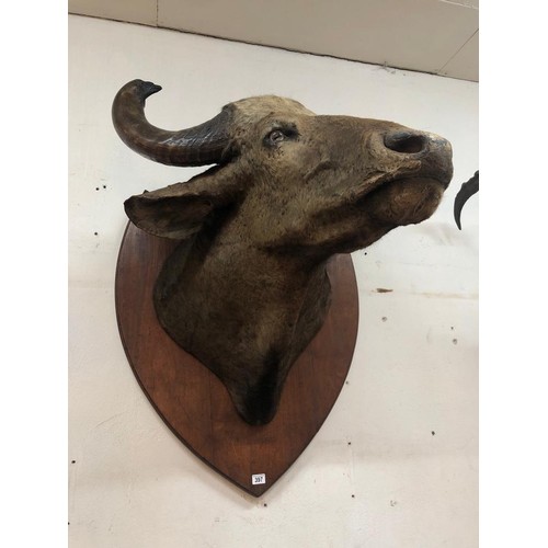 397 - TAXIDERMY BUFFALO