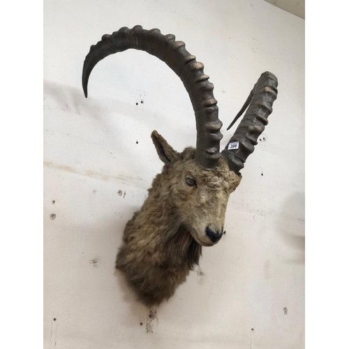 396 - TAXIDERMY IVEX