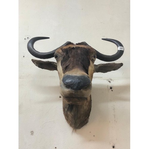 395 - TAXIDERMY WILDEBEEST