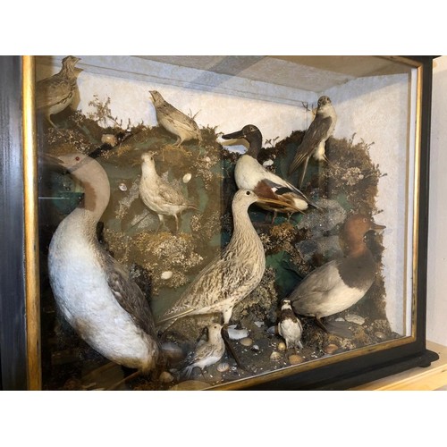 400 - TAXIDERMY CASE OF 10 NATIVE BIRDS IN NATURAL SETTING