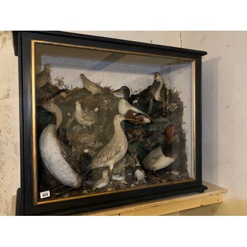 400 - TAXIDERMY CASE OF 10 NATIVE BIRDS IN NATURAL SETTING