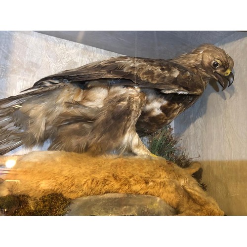 145 - CASED GOLDEN EAGLE & HARE IN NATURAL SETTING