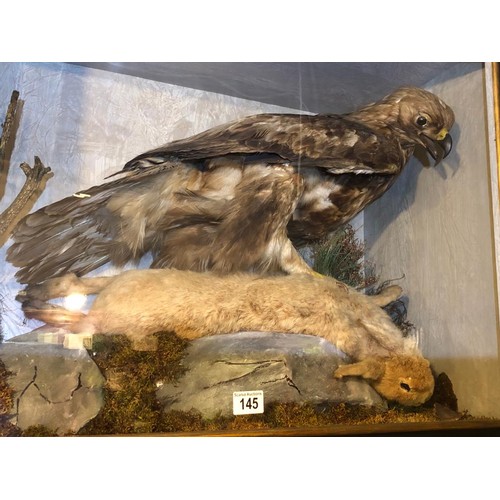 145 - CASED GOLDEN EAGLE & HARE IN NATURAL SETTING