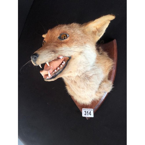 314 - TAXIDERMY FOX HEAD