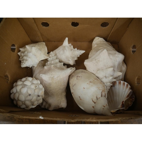 545 - BOX OF SHELLS