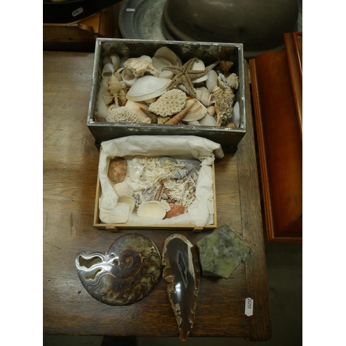 657 - COLLECTION OF SEA SHELLS & FOSSILS