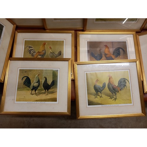 485 - 12 FRAMED 'OLD ENGLISH GAME' PRINTS