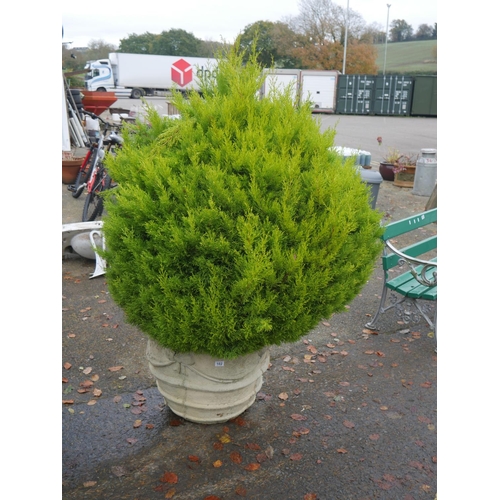 102 - LARGE CONCRETE PLANTER WITH CONIFER - POT HAS BEEN REPAIRED