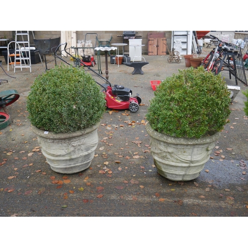 103 - PAIR OF LARGE CONCRETE PLANTERS WITH SHRUBS