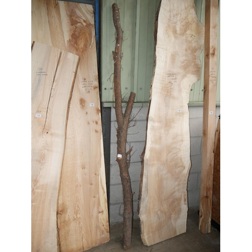 131 - PIECE OF YEW WOOD