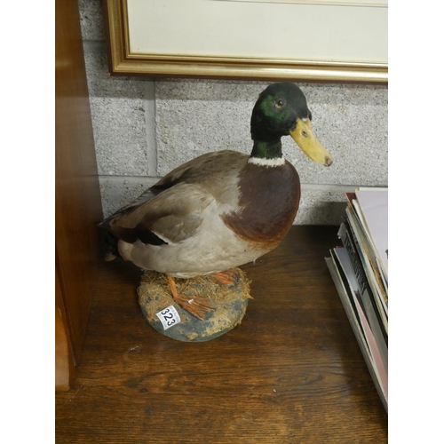 323 - TAXIDERMY DUCK