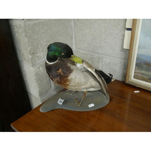 360 - TAXIDERMY DUCK