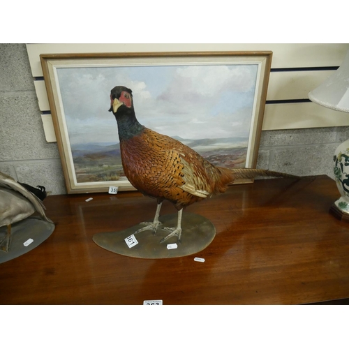 361 - TAXIDERMY PHEASANT