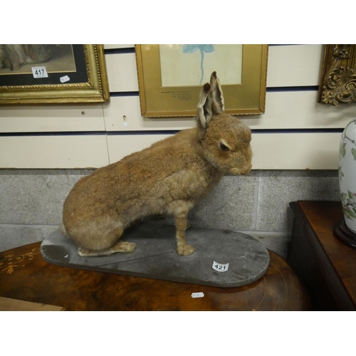 421 - TAXIDERMY HARE