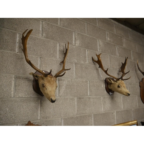 462 - PAIR OF TAXIDERMY DEER HEADS