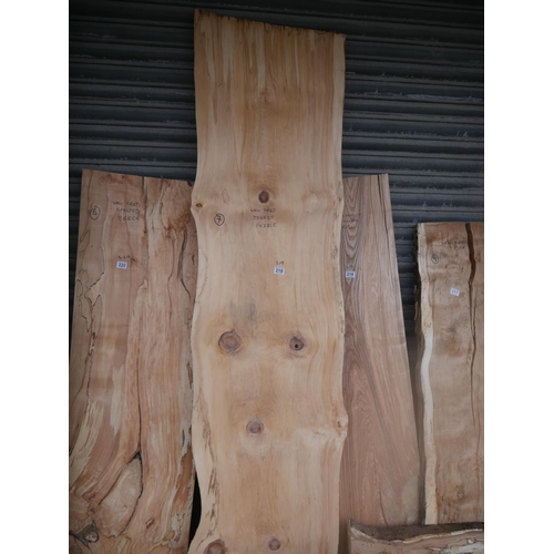 219 - LARGE MONKEY PUZZLE SLAB