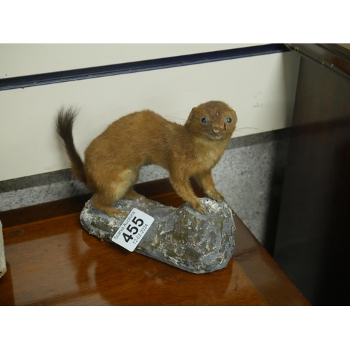 455 - TAXIDERMY WEASEL