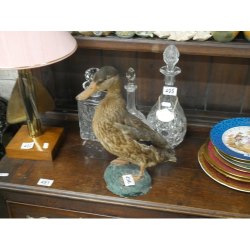 496 - TAXIDERMY DUCK