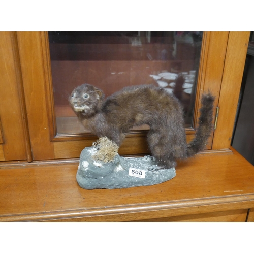 508 - TAXIDERMY PINE MARTIN